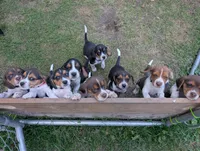 Bright Pink - Girl, a female Beagle for sale in Rockford, MI – 6 of 6