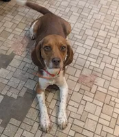Bright Pink - Girl, a female Beagle for sale in Rockford, MI – 5 of 6