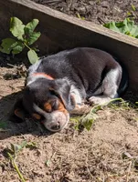 Two Spots, a male Beagle for sale in Rockford, MI – 3 of 10
