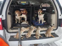 Two Spots, a male Beagle for sale in Rockford, MI – 6 of 10