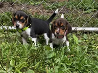 Light Green Girl, a female Beagle for sale in Rockford, MI – 3 of 3