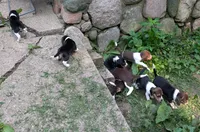 Two Spots, a male Beagle for sale in Rockford, MI – 9 of 10