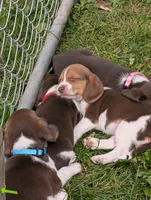 Bright Pink - Girl, a female Beagle for sale in Rockford, MI – 4 of 6