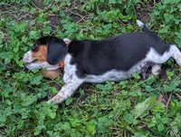 Two Spots, a male Beagle for sale in Rockford, MI – 2 of 10