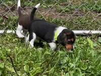 Light Green Girl, a female Beagle for sale in Rockford, MI – 2 of 3