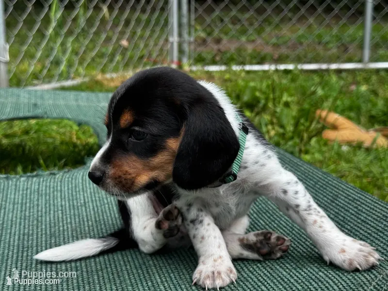 Dark Green Reggie – Beagle puppy for sale in Rockford, MI
