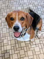 Two Spots, a male Beagle for sale in Rockford, MI – 5 of 10