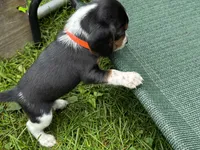 Two Spots, a male Beagle for sale in Rockford, MI – 4 of 10