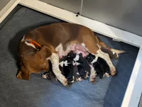 Two Spots, a male Beagle for sale in Rockford, MI – 8 of 10
