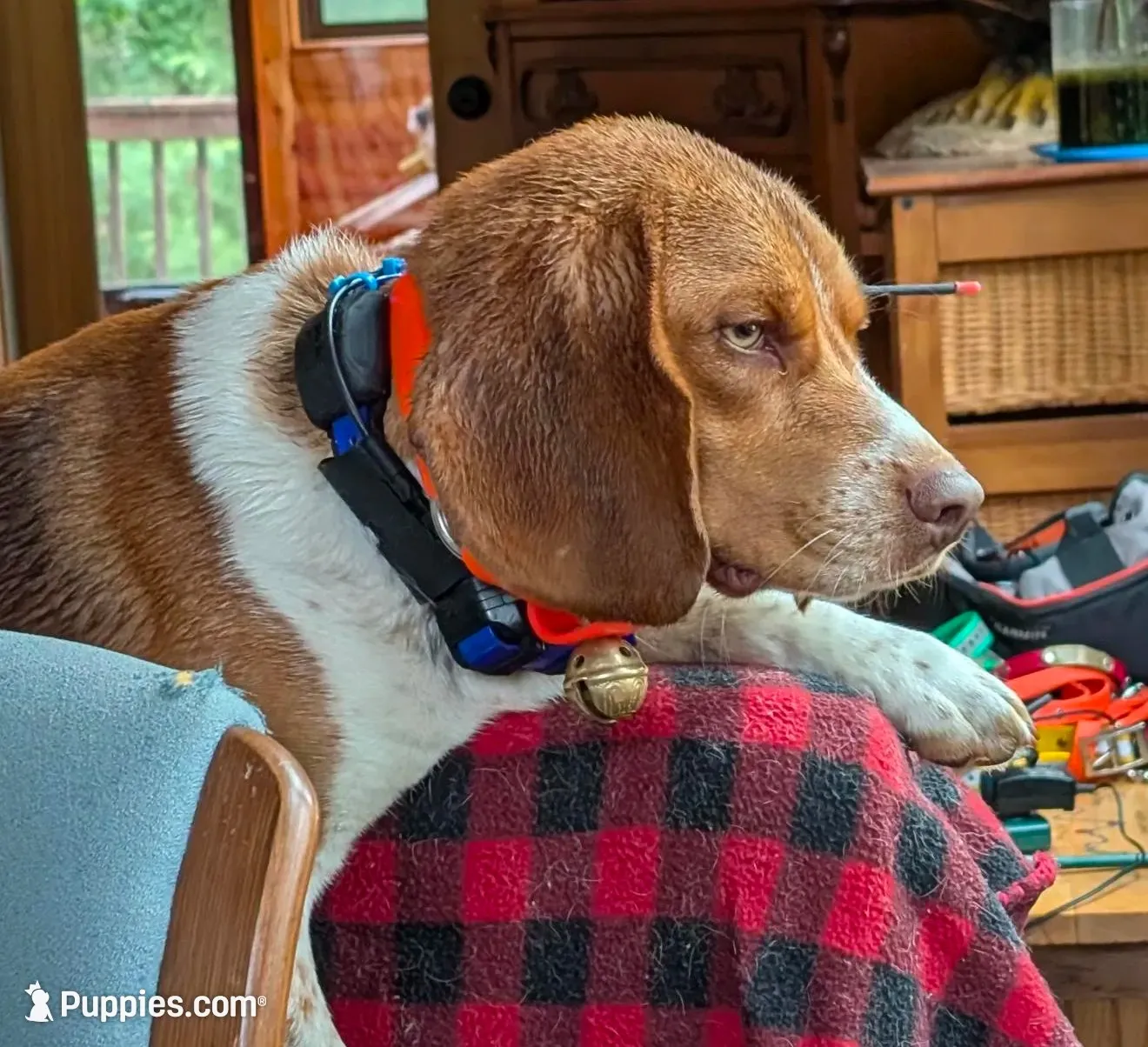 Red Jr.  Boy, a male Beagle for sale in Rockford, MI – 4 of 8
