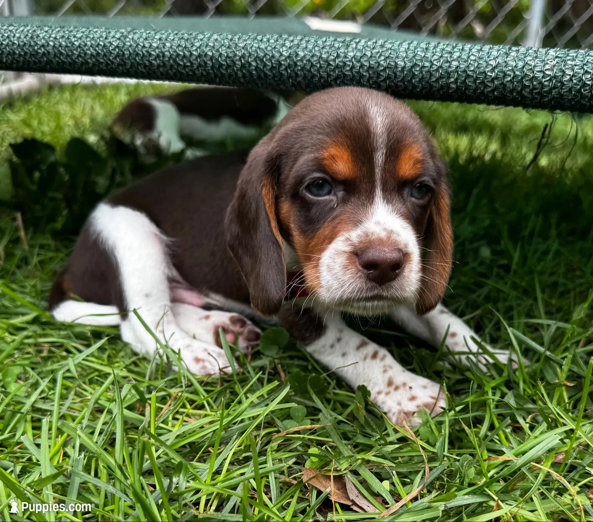 Red Jr.  Boy, a male Beagle for sale in Rockford, MI – 1 of 8