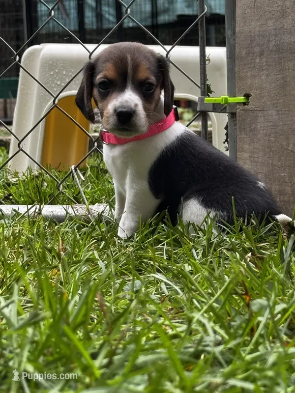 Bright Pink - Girl – Beagle puppy for sale in Rockford, MI