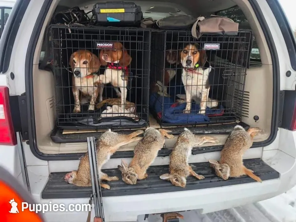 Red Jr.  Boy, a male Beagle for sale in Rockford, MI – 8 of 8