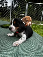 Two Spots, a male Beagle for sale in Rockford, MI – 1 of 10