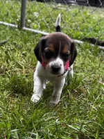 Bright Pink - Girl, a female Beagle for sale in Rockford, MI – 3 of 6