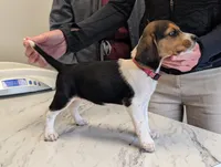 Bright Pink - Girl, a female Beagle for sale in Rockford, MI – 2 of 6