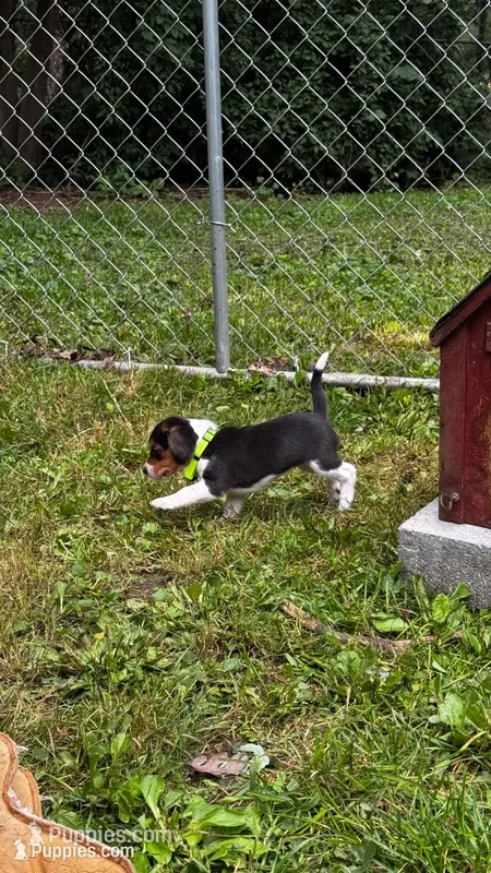 Light Green Girl – Beagle puppy for sale in Rockford, MI