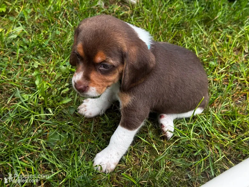 Light Blue Female – Beagle puppy for sale in Rockford, MI