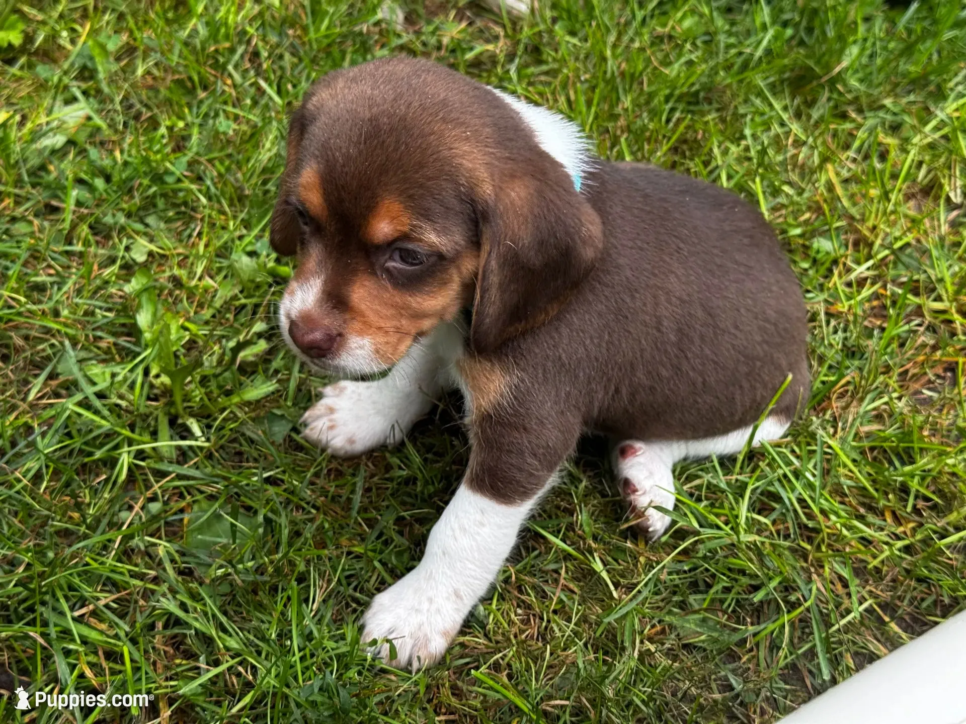 Light Blue Female, a female Beagle for sale in Rockford, MI – 1 of 1