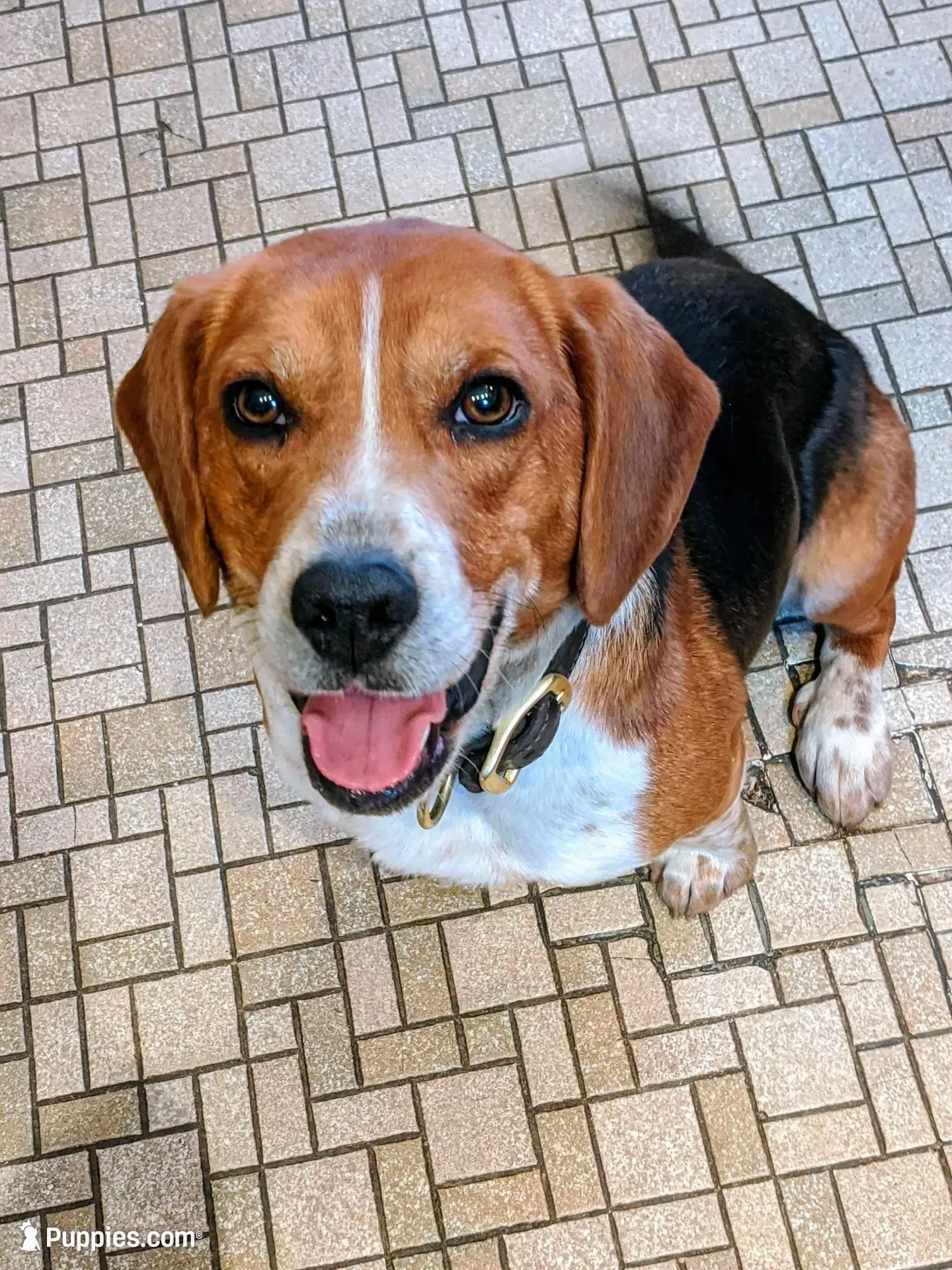 Red Jr.  Boy, a male Beagle for sale in Rockford, MI – 3 of 8