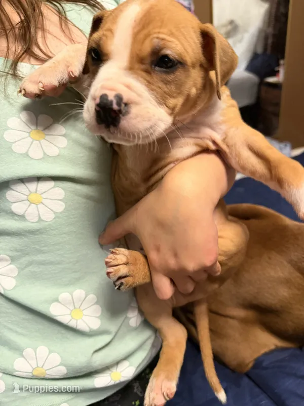 Taz – American Pit Bull Terrier puppy for sale in Staten Island, NY