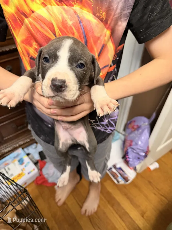 Rex – American Pit Bull Terrier puppy for sale in Staten Island, NY