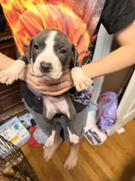 Rex, a male American Pit Bull Terrier for sale in Staten Island, NY – 1 of 2