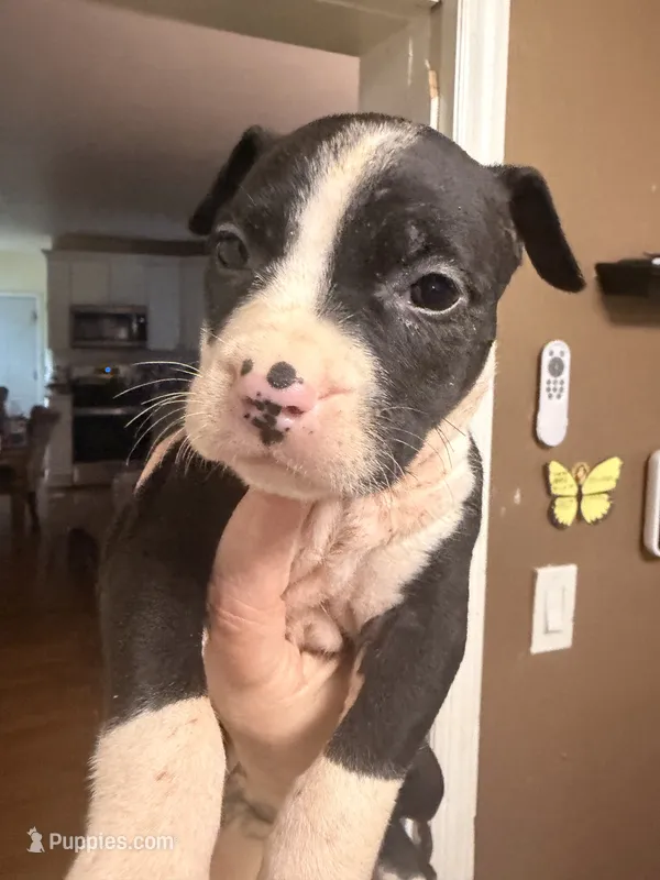 Flower  – American Pit Bull Terrier puppy for sale in Staten Island, NY