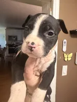 Flower , a female American Pit Bull Terrier for sale in Staten Island, NY – 1 of 1