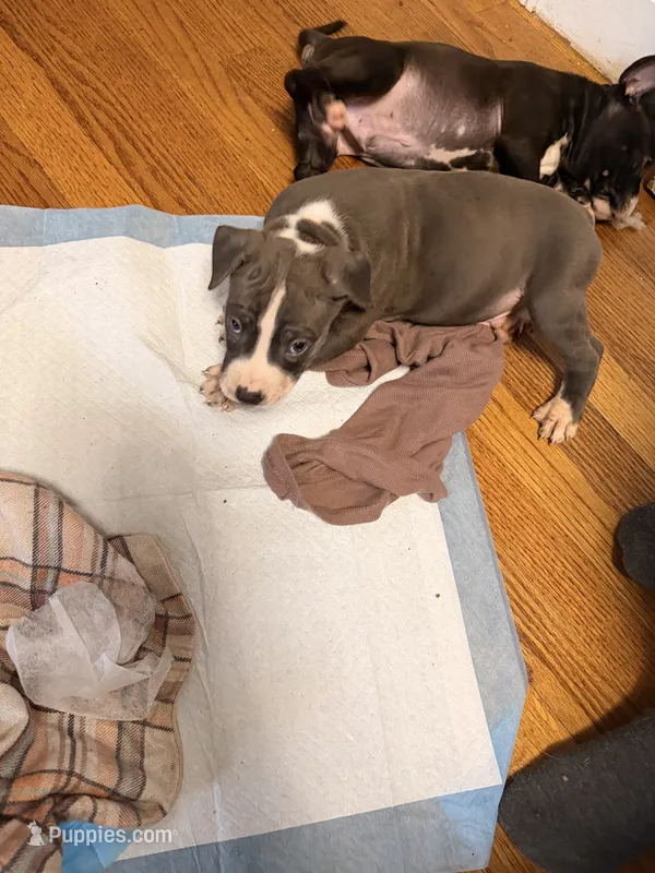 Rex – American Pit Bull Terrier puppy for sale in Staten Island, NY
