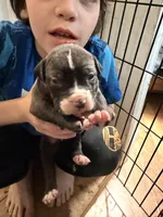 Jasper, a male American Pit Bull Terrier for sale in Staten Island, NY – 2 of 3