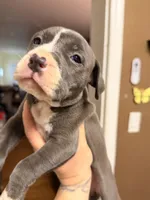 Jesse, a female American Pit Bull Terrier for sale in Staten Island, NY – 2 of 2