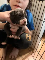 Jasper, a male American Pit Bull Terrier for sale in Staten Island, NY – 3 of 3
