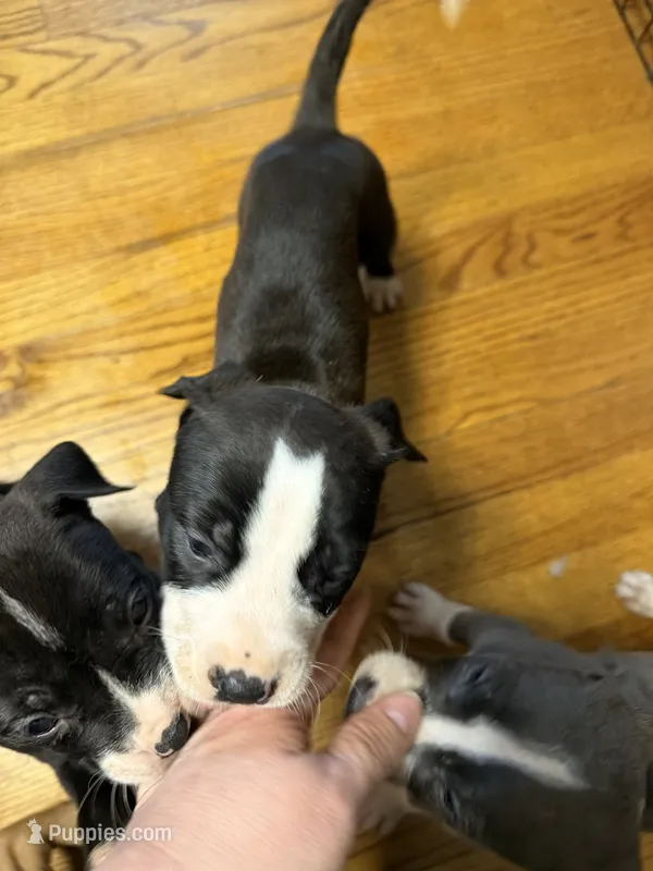 Moon – American Pit Bull Terrier puppy for sale in Staten Island, NY