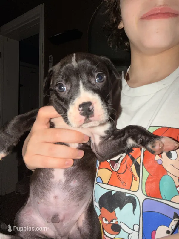 Jasper – American Pit Bull Terrier puppy for sale in Staten Island, NY