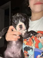 Jasper, a male American Pit Bull Terrier for sale in Staten Island, NY – 1 of 3