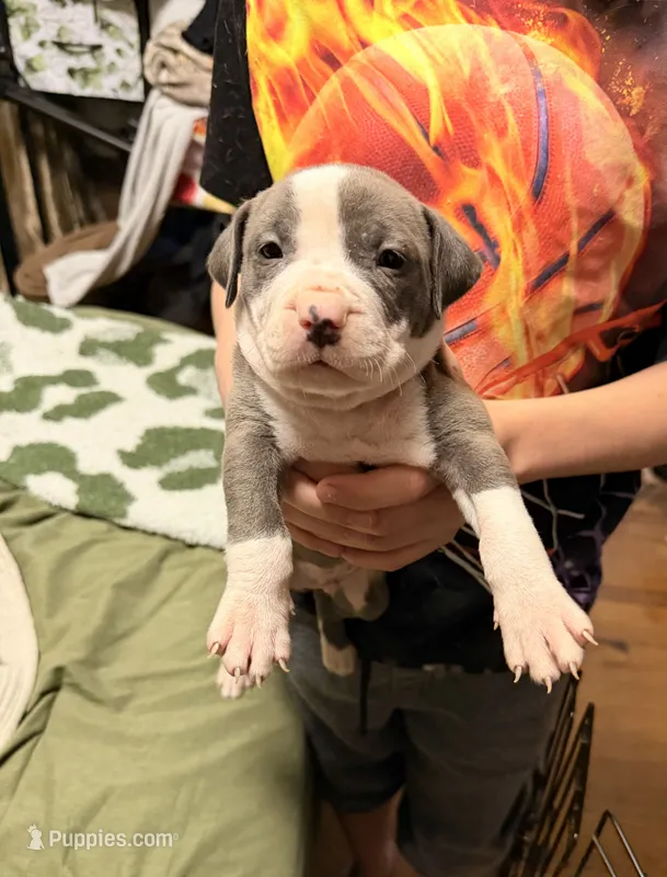 Spade – American Pit Bull Terrier puppy for sale in Staten Island, NY