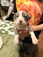 Spade, a male American Pit Bull Terrier for sale in Staten Island, NY – 1 of 2