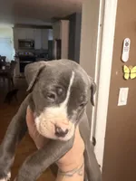 Jesse, a female American Pit Bull Terrier for sale in Staten Island, NY – 1 of 2