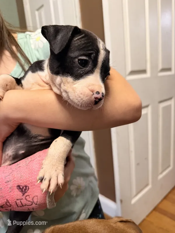 Flower  – American Pit Bull Terrier puppy for sale in Staten Island, NY