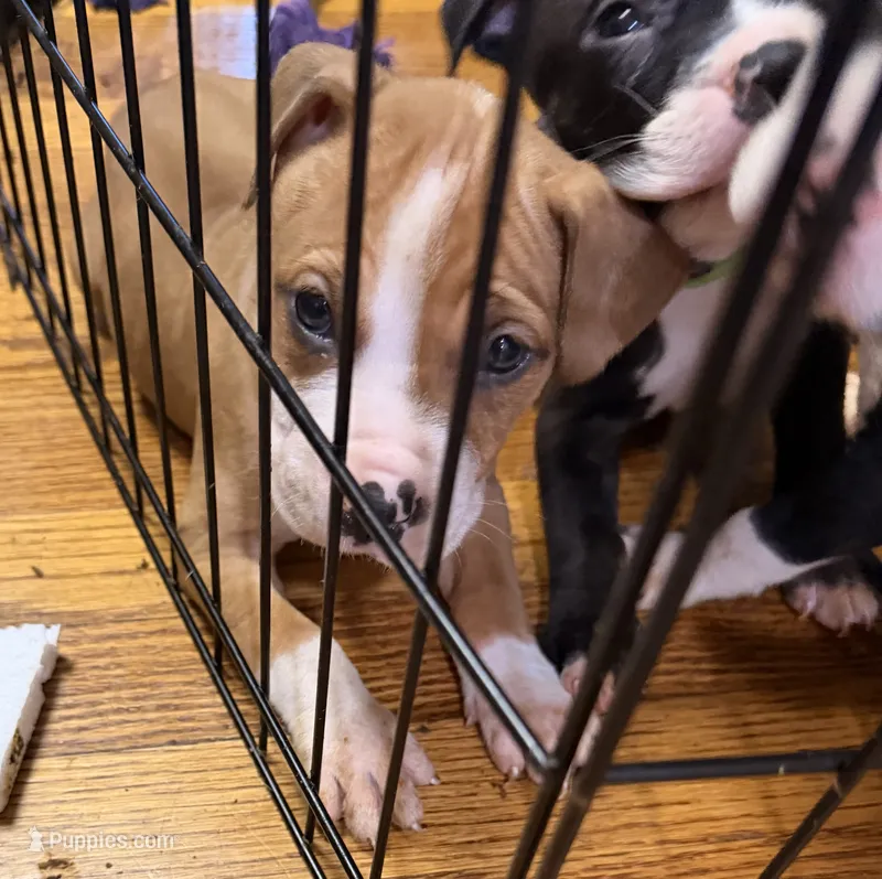 Taz – American Pit Bull Terrier puppy for sale in Staten Island, NY