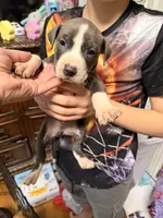 Rex, a male American Pit Bull Terrier for sale in Staten Island, NY – 2 of 2
