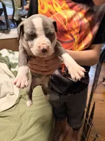 Spade, a male American Pit Bull Terrier for sale in Staten Island, NY – 2 of 2