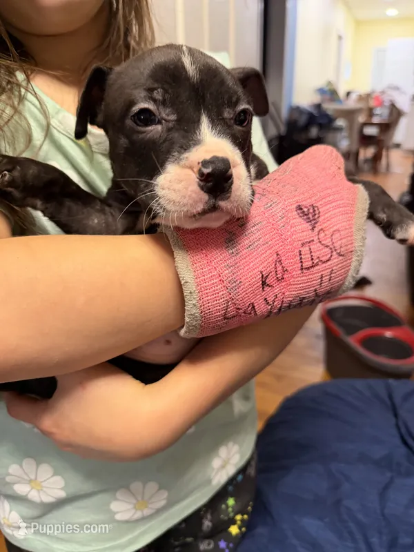 Jasper – American Pit Bull Terrier puppy for sale in Staten Island, NY