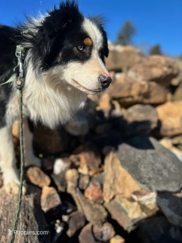 Togo – Australian Shepherd puppy for sale in Floyd, VA