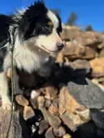 Togo, a male Australian Shepherd for sale in Floyd, VA – 1 of 6