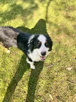 Togo, a male Australian Shepherd for sale in Floyd, VA – 5 of 6