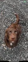 Calypso, a female Australian Shepherd and Golden Retriever for sale in Floyd, VA – 3 of 3
