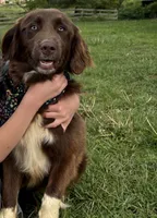 Calypso, a female Australian Shepherd and Golden Retriever for sale in Floyd, VA – 2 of 3