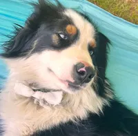 Togo, a male Australian Shepherd for sale in Floyd, VA – 6 of 6